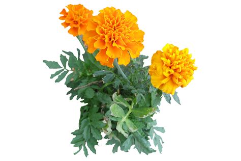 Marigold Ayurvedic Ingredients Uses And Benefits Forest Essentials Forest Essentials