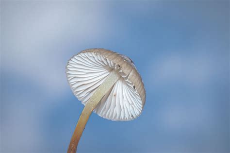 La Psilocybine Des R Sultats Incroyables Pour Traiter La D Pression