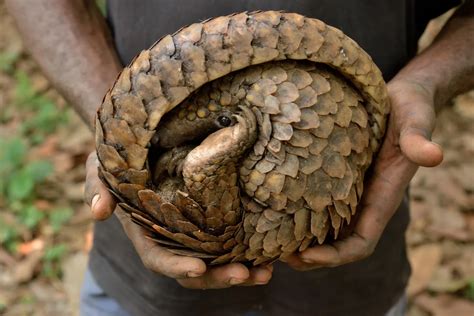 Chinese Officials Seize 31 Tons Of Pangolin Scales Smart News