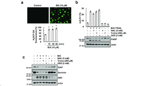 Bix 01294 Plus Trail Induced Apoptosis Is Independent Of Ros Signaling