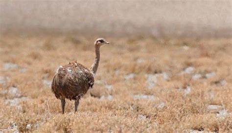 Más De 10 Especies Que Habitan En Jujuy Están En Peligro De Extinción