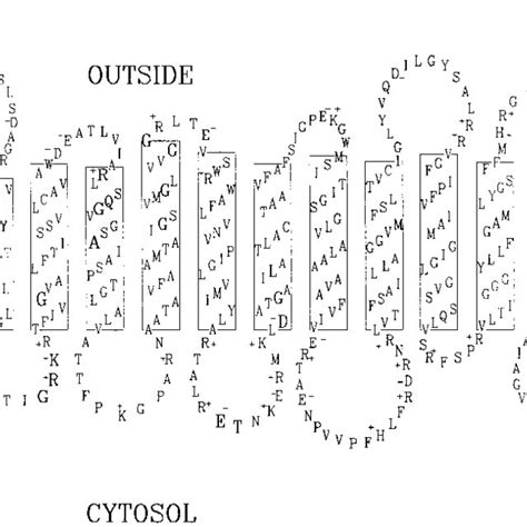 Schematic Representation Of The Predicted Secondary Structure Of Efpa