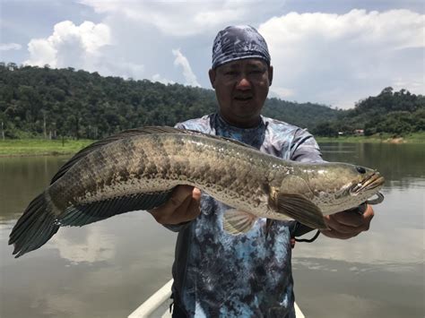 Ikan Haruan Tasik