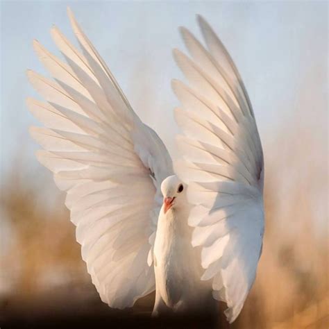 17 Best Images About Holy Spirit Wind Of The Spirit Dove On Pinterest Holy Ghost The