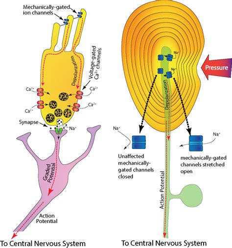 Chapter 9 Sensory Systems Physiology Coursebook