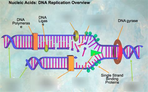 The Central Dogma Of Molecular Biology Diagram Quizlet