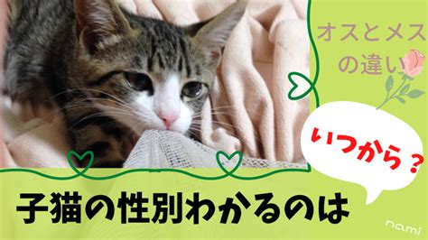 子猫の性別はいつからわかる？5つの見分け方とオスとメスの違い｜にゃんこは我が子