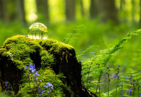 Hallerbos Bluebells, Belgium