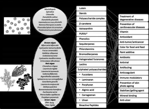 Identification Of Seaweed Secondary Metabolites Lifeasible