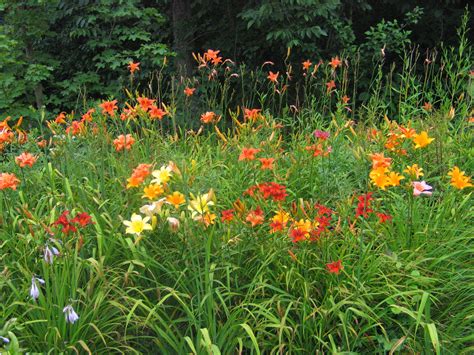 Daylily garden | Daylily garden, Day lilies, Rock garden landscaping