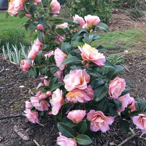 Camellia Nicky Crisp Scotplants Direct Uk