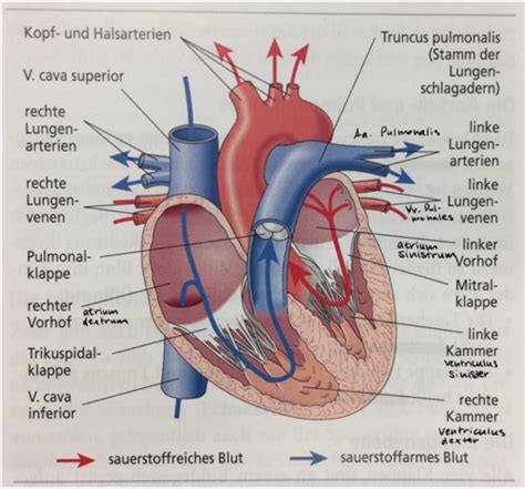 2 Herz Kreislaufsystem Karteikarten Quizlet