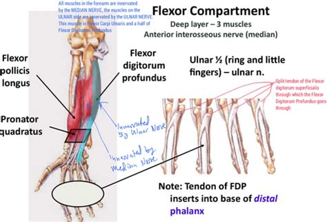 The Elbow Forearm Study Questions Exam 3 Kinesiology Elbow And Wrist