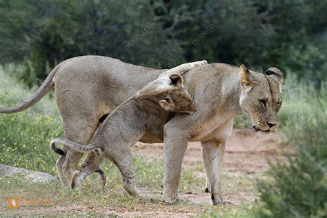 L Win Mit Jungtier Bild Bestellen Naturbilder Bei Wildlife Media