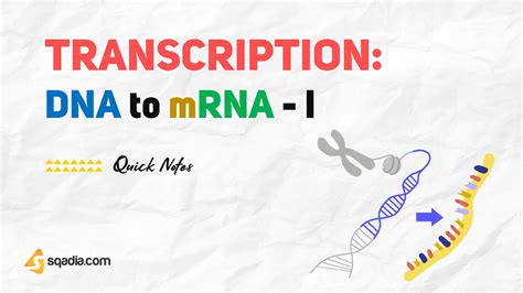 Transcription: DNA to mRNA - I - Biochemistry