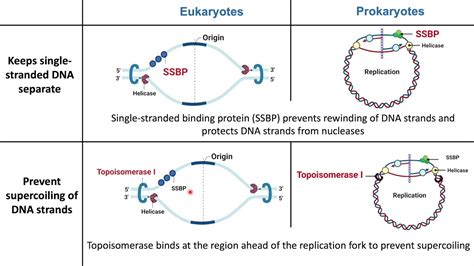 Eukaryotic Vs Prokaryotic Dna Replication Youtube