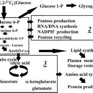 De Novo Fatty Acid Palmitate Synthesis From Glucose In Cultured Arip