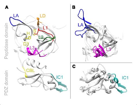 Homology Models Of HhoB Models Were Obtained By Phyre2 A SynHhoB