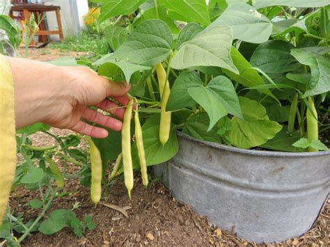 Haricot Serpedor Semences Le Potager Ornemental De Catherine