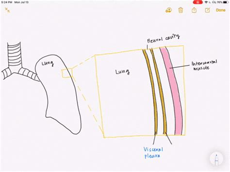 SOLVED:The intrapleural space in the lungs is bounded by the A ...