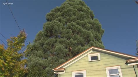 100 Year Old Giant Sequoia Tree Poisoned In Northeast Portland Police