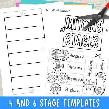 Mitosis Cell Cycle Foldable Sequencing Activity Interactive Science