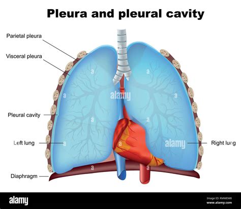 Intrapleural Space