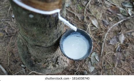 natural rubber latex rubber tree tropical stock photo