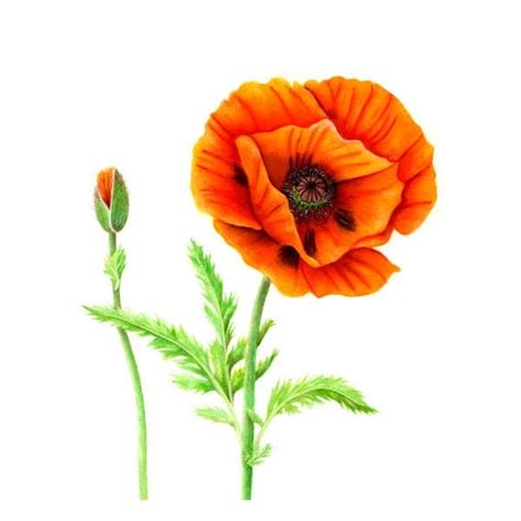 Orange Oriental Poppy watercolor painting