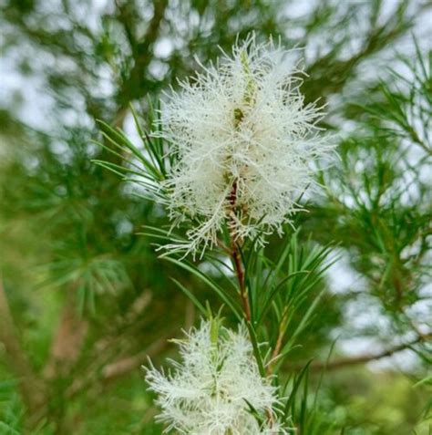 Melaleuca alternifolia - Tea Tree (seed) | Herbalistics