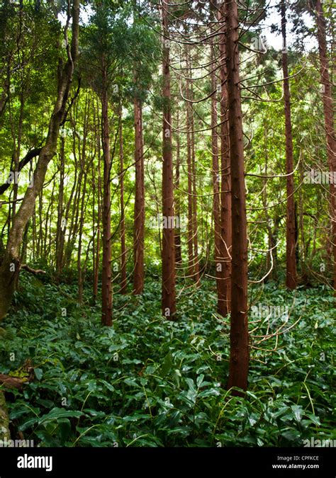 Green Forest In Flores Island Azores Stock Photo Alamy