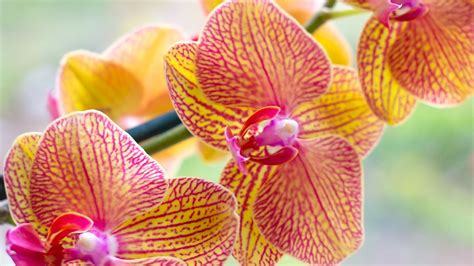 Quel Est Le Meilleur Engrais Naturel Pour Les Orchid Es