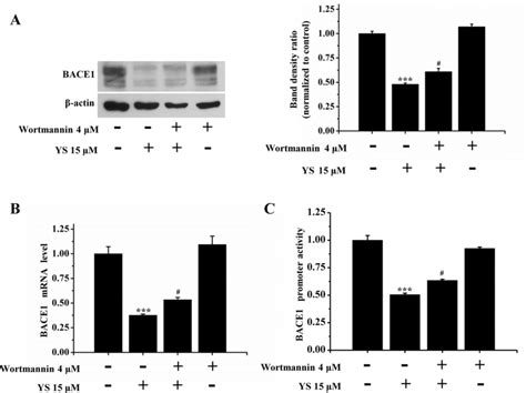 Pi3kakt Signaling Pathway Is Involved In Bace1 Inhibition Effect Of