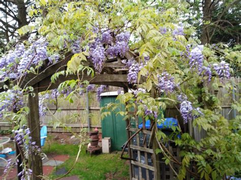 When To Prune Amethyst Falls American Wisteria