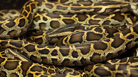 Scientists propose eating more python | Popular Science