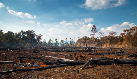 Déforestation définition causes et conséquences Conservation Nature