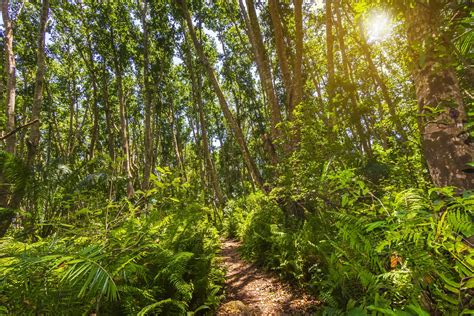 Jozani Chwaka Bay National Park Travel Guide The Best Place