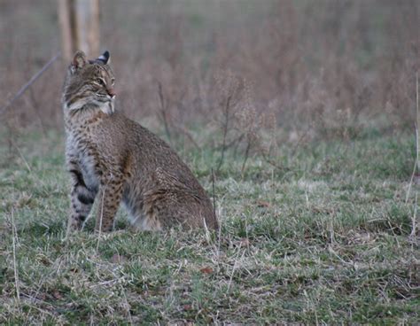 Tennessee Bobcat Flickr Photo Sharing