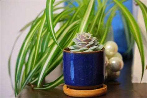 Bouture De Succulentes Rempot Es Le Rempotage Des Petites Boutures De