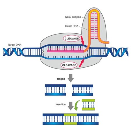 CRISPR Cas9 The Gene Editing Tool Changing The World