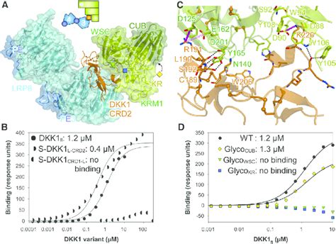 Insight Into Ternary Complex Formation A The Structure Of The Ternary