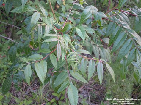 Louisiana Plant Id Rhus Copallinum Winged Sumac