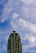 Bird Inside A Saguaro Cactus Free Stock Photo - Public Domain Pictures