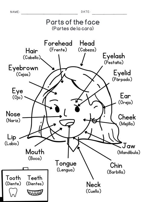 Diagrama De Las Partes Del Cuerpo Todas Las Partes Del Cuerp