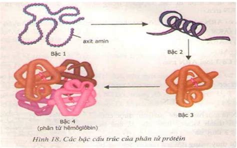 Đặc điểm của phân tử protein bậc 1 là