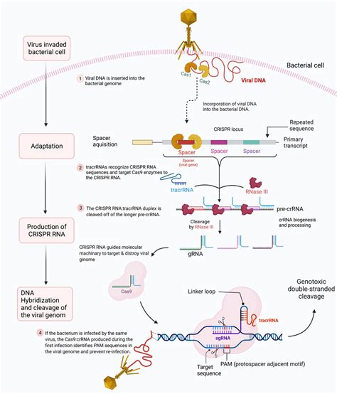 The Stages Of CRISPR Cas Adaptive Immunity The Three Phases Of The