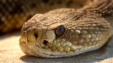 What Is The Best Rattlesnake Repellent