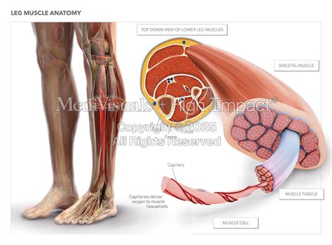 Leg Muscle Anatomy | MediVisuals + High Impact