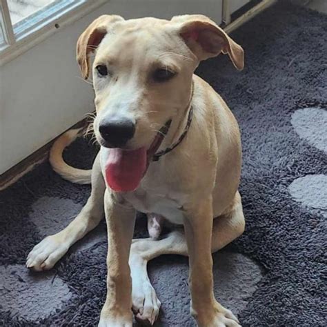 Dog For Adoption Baxter Jw A Labrador Retriever Mix In Brattleboro