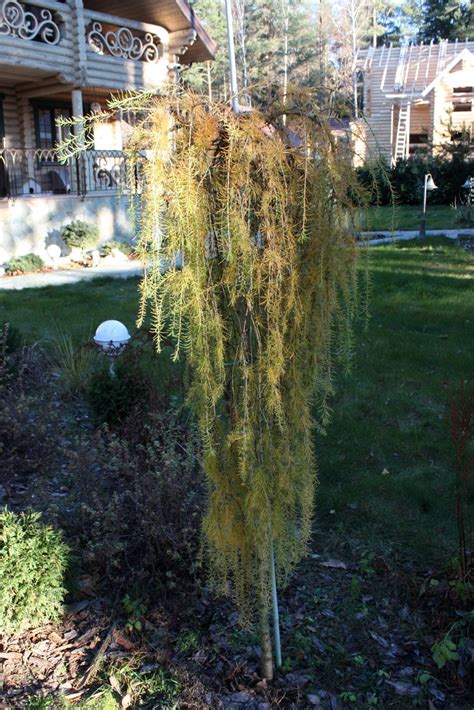 Лиственница пули на штамбе - фото и картинки: 67 штук